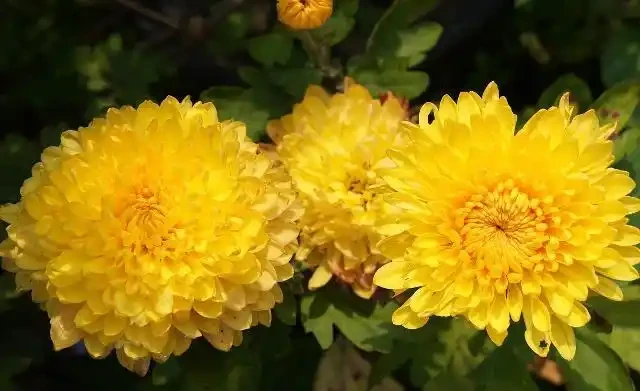 世界上最美麗的50種鮮花（附圖），你認可的有哪些？