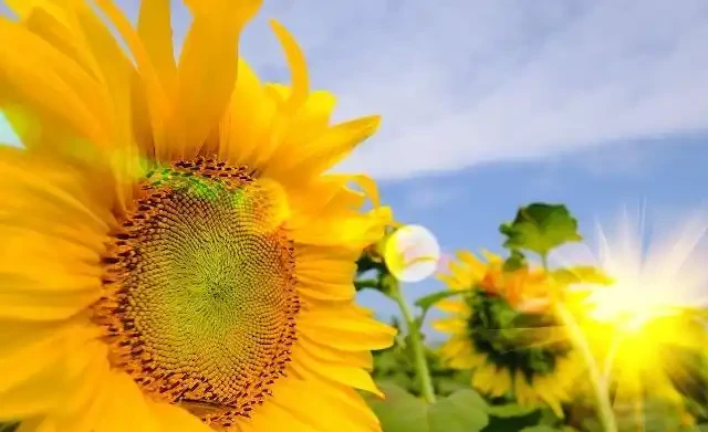 世界上最美麗的50種鮮花（附圖），你認可的有哪些？
