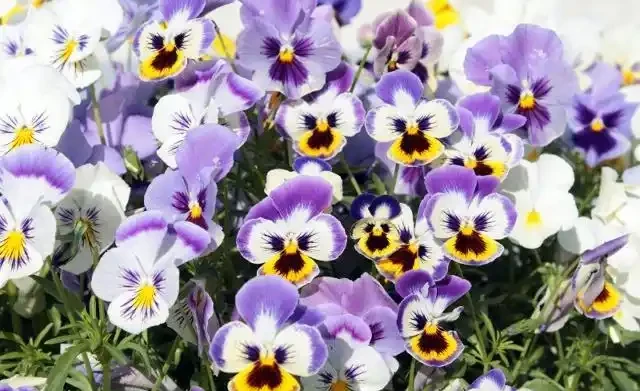 世界上最美麗的50種鮮花（附圖），你認可的有哪些？