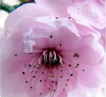 世界上最美麗的50種鮮花（附圖），你認可的有哪些？