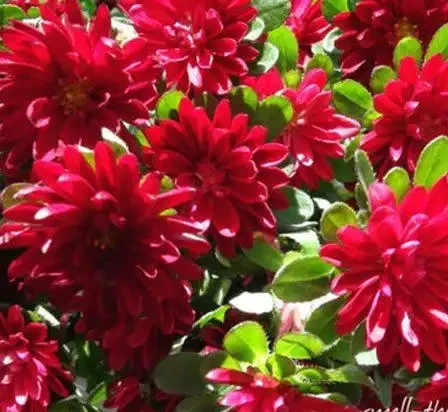 世界上最美麗的50種鮮花（附圖），你認可的有哪些？