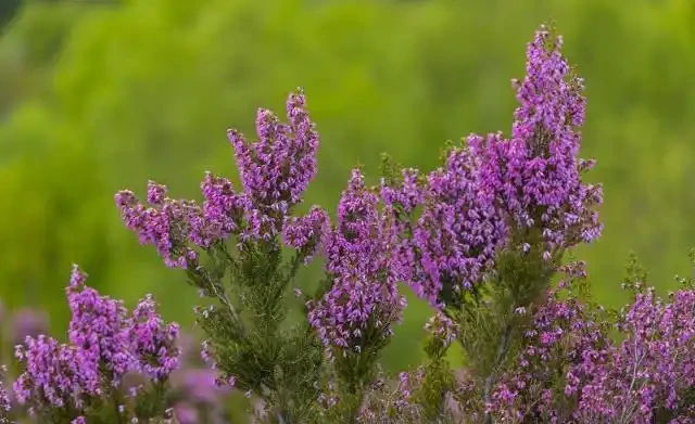 世界上最美麗的50種鮮花（附圖），你認可的有哪些？