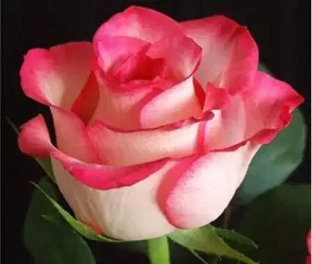 世界上最美麗的50種鮮花（附圖），你認可的有哪些？