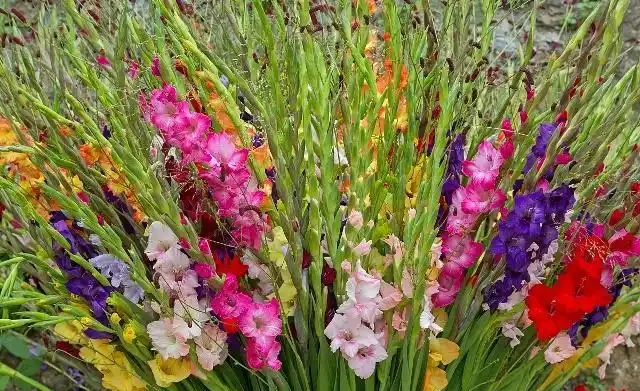 世界上最美麗的50種鮮花（附圖），你認可的有哪些？