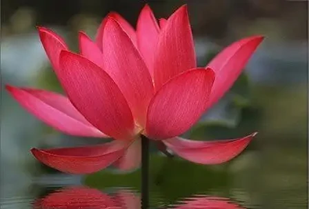 世界上最美麗的50種鮮花（附圖），你認可的有哪些？