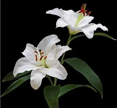 世界上最美麗的50種鮮花（附圖），你認可的有哪些？