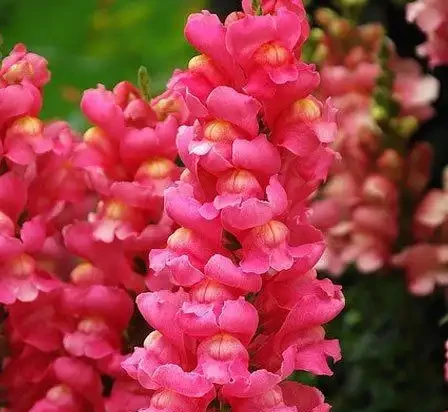 世界上最美麗的50種鮮花（附圖），你認可的有哪些？