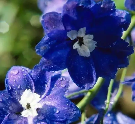 世界上最美麗的50種鮮花（附圖），你認可的有哪些？