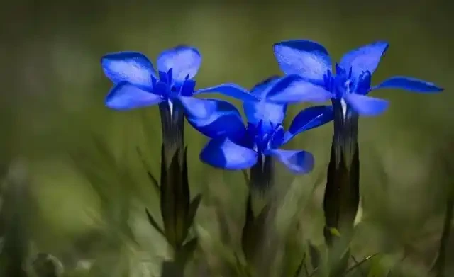 世界上最美麗的50種鮮花（附圖），你認可的有哪些？