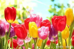 世界上最美麗的50種鮮花（附圖），你認可的有哪些？