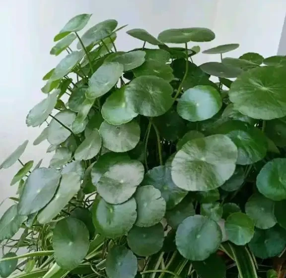 不會養銅錢草,用個最簡單的「方法」,葉子肥肥莖稈壯,擠滿盆