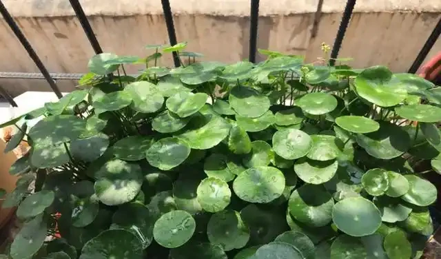 不會養銅錢草，用個最簡單的「方法」，葉子肥肥莖稈壯，擠滿盆