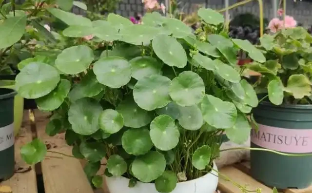 不會養銅錢草,用個最簡單的「方法」,葉子肥肥莖稈壯,擠滿盆