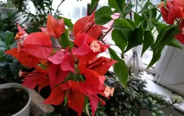 養花肥料不用多，必備「3種」就足夠，盆盆都能長滿盆，省錢省力