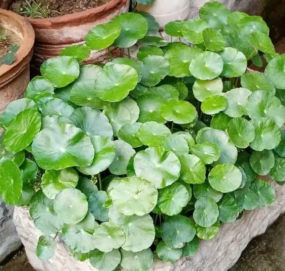 不會養銅錢草,用個最簡單的「方法」,葉子肥肥莖稈壯,擠滿盆