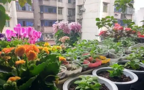 養花肥料不用多,必備「3種」就足夠,盆盆都能長滿盆,省錢省力