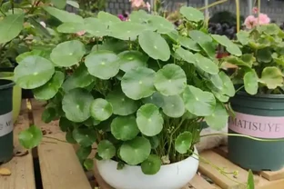 不會養銅錢草，用個最簡單的「方法」，葉子肥肥莖稈壯，擠滿盆