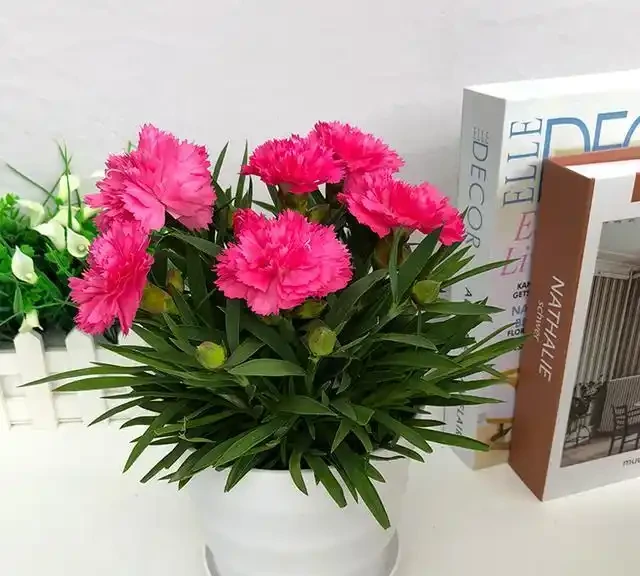 康乃馨不怕冷,好養活,教你4招,大冷天一茬接一茬的開
