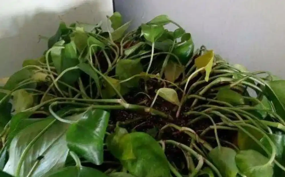 低溫天氣來襲，給家裡的黃金葛做好防寒保護，冬季也能枝繁葉茂