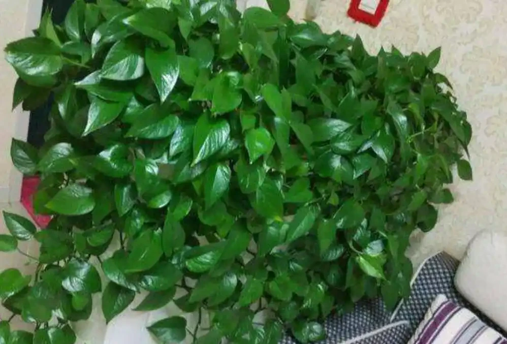 低溫天氣來襲，給家裡的黃金葛做好防寒保護，冬季也能枝繁葉茂
