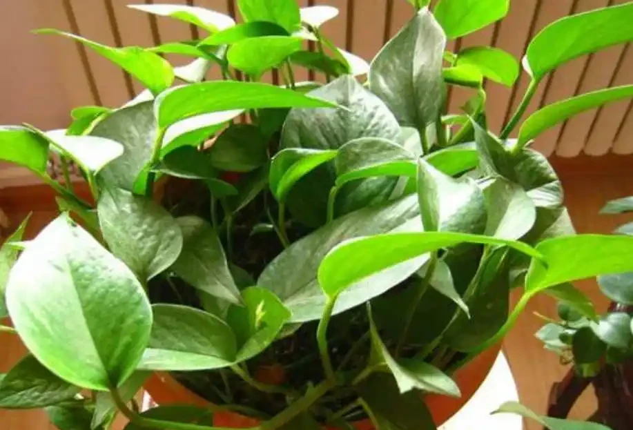 低溫天氣來襲，給家裡的黃金葛做好防寒保護，冬季也能枝繁葉茂