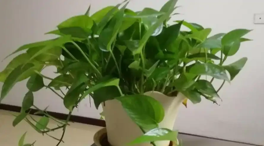 低溫天氣來襲，給家裡的黃金葛做好防寒保護，冬季也能枝繁葉茂
