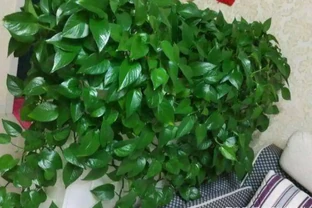 低溫天氣來襲，給家裡的黃金葛做好防寒保護，冬季也能枝繁葉茂