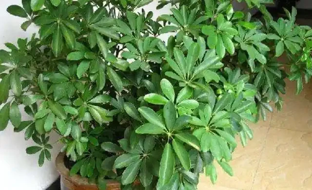 鴨腳木動不動就黃葉,3種「情況」及時解決,四季常綠很簡單