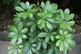 鴨腳木動不動就黃葉，3種「情況」及時解決，四季常綠很簡單