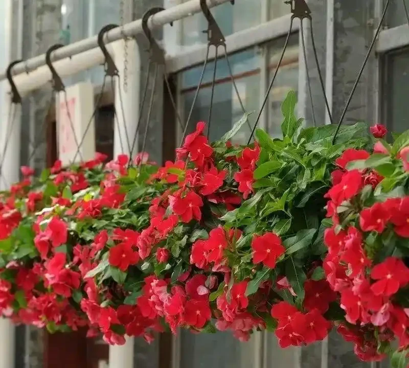 這十種花全年都開花,人見人愛