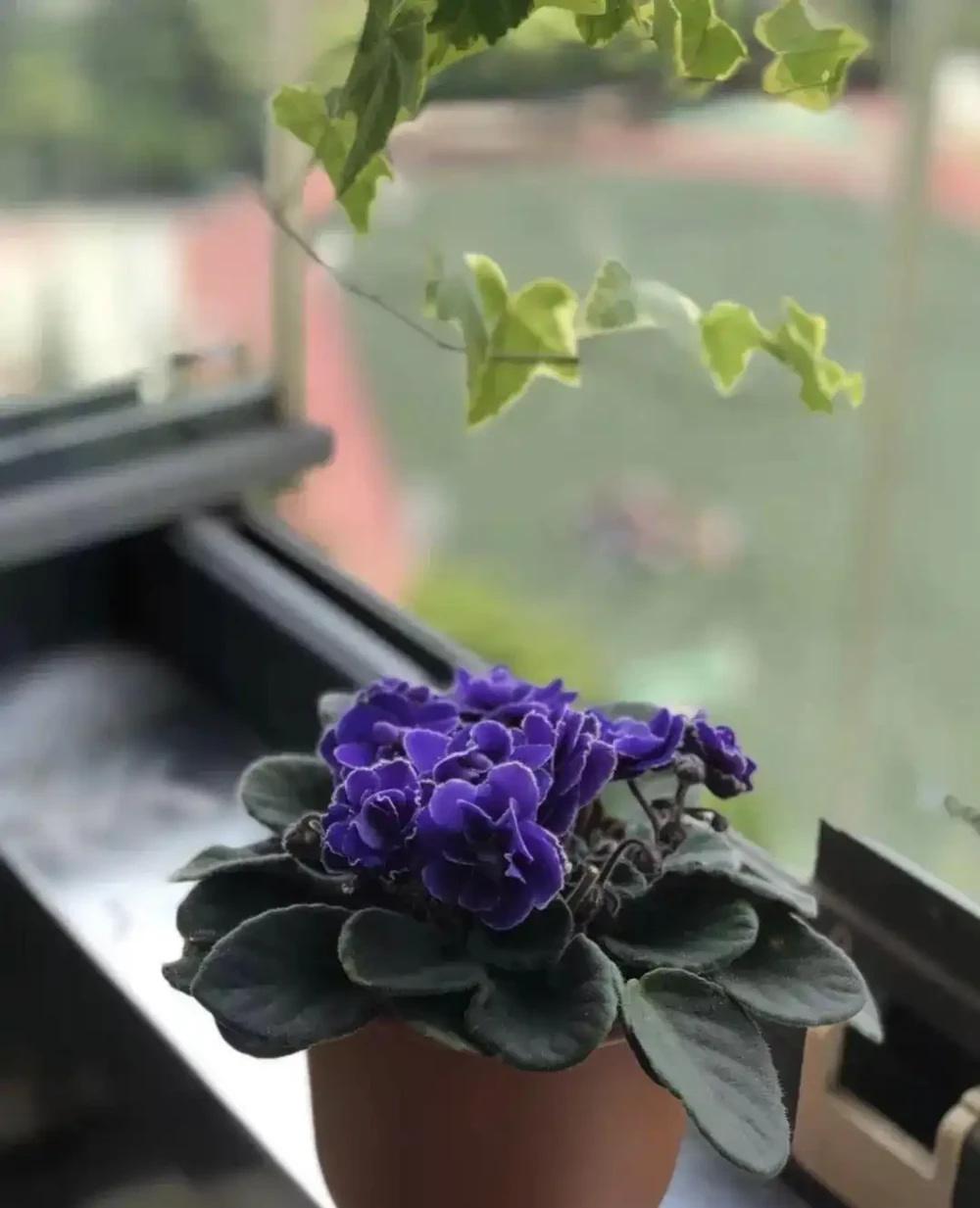 這十種花全年都開花,人見人愛