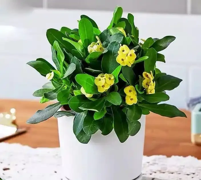 這十種花全年都開花,人見人愛
