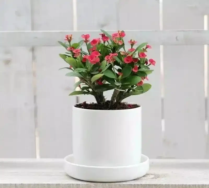 這十種花全年都開花,人見人愛