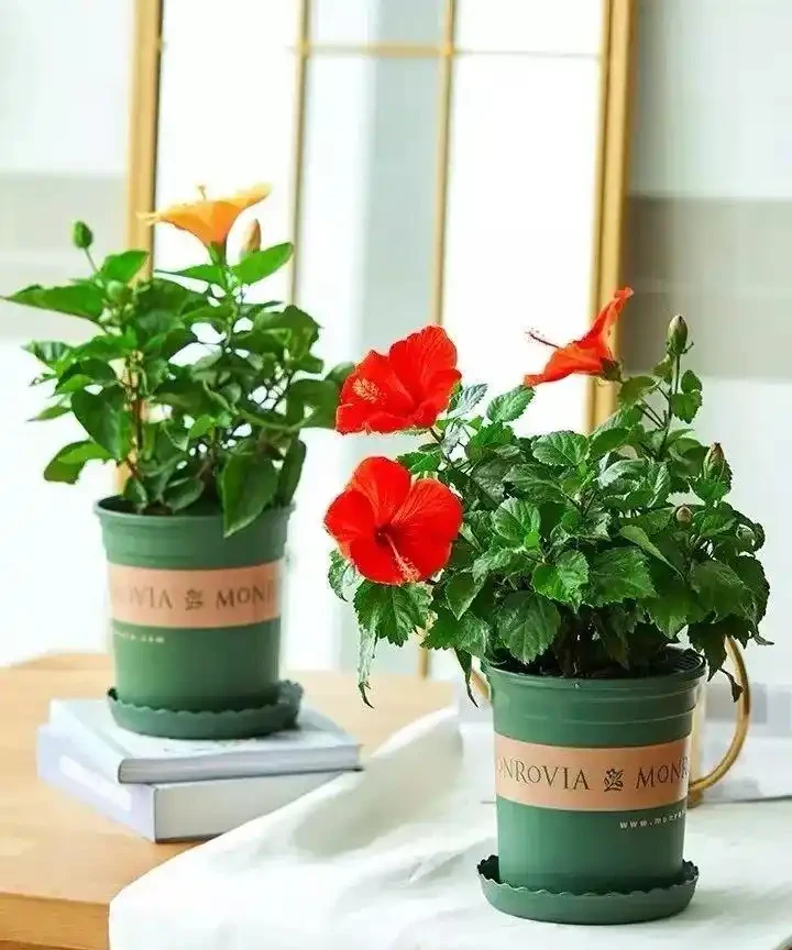 這十種花全年都開花,人見人愛