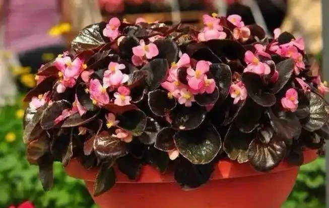 這十種花全年都開花,人見人愛