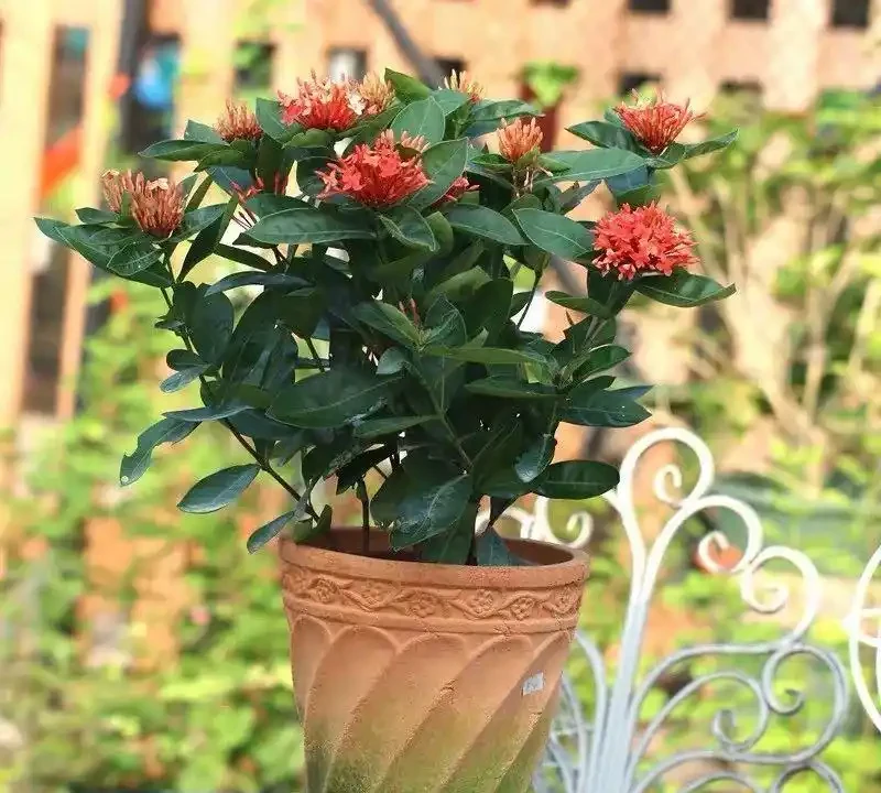 這十種花全年都開花,人見人愛