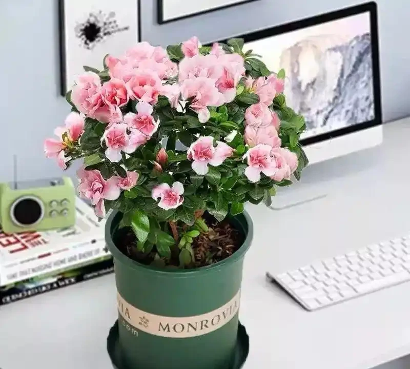 這十種花全年都開花,人見人愛