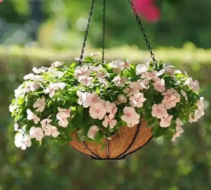這十種花全年都開花,人見人愛
