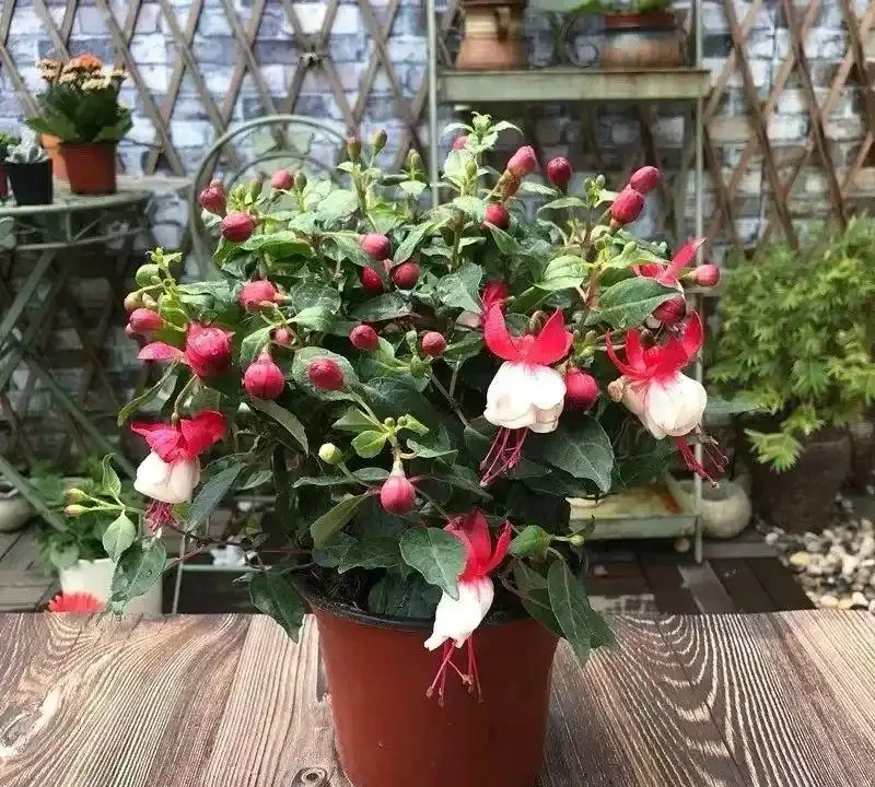 這十種花全年都開花,人見人愛