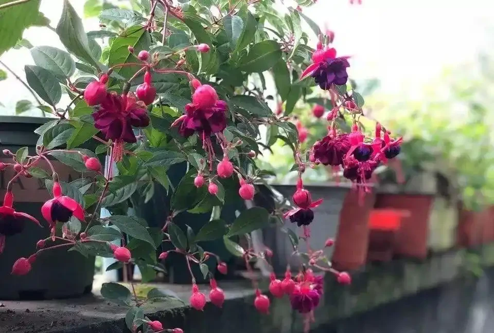 這十種花全年都開花,人見人愛