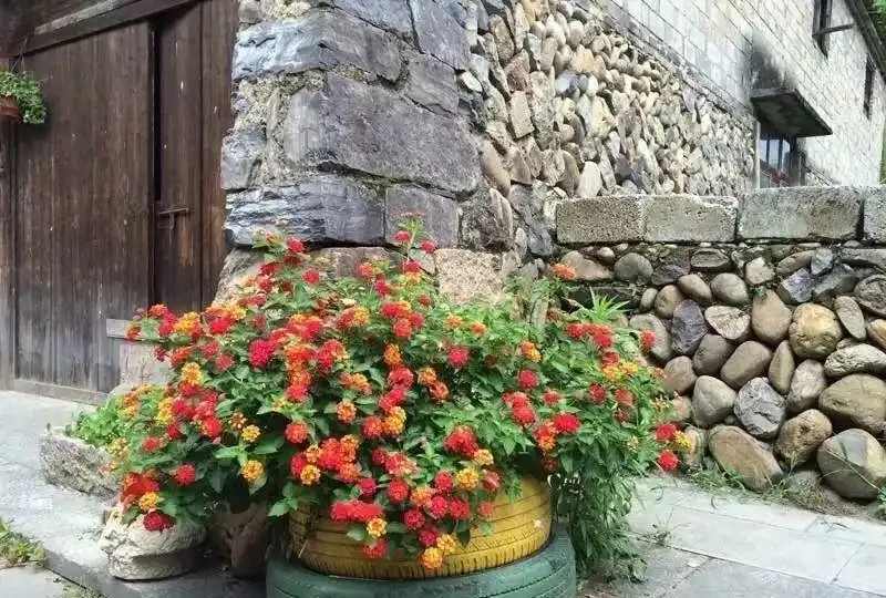 這十種花全年都開花,人見人愛