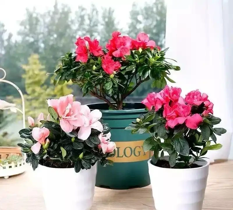 這十種花全年都開花,人見人愛