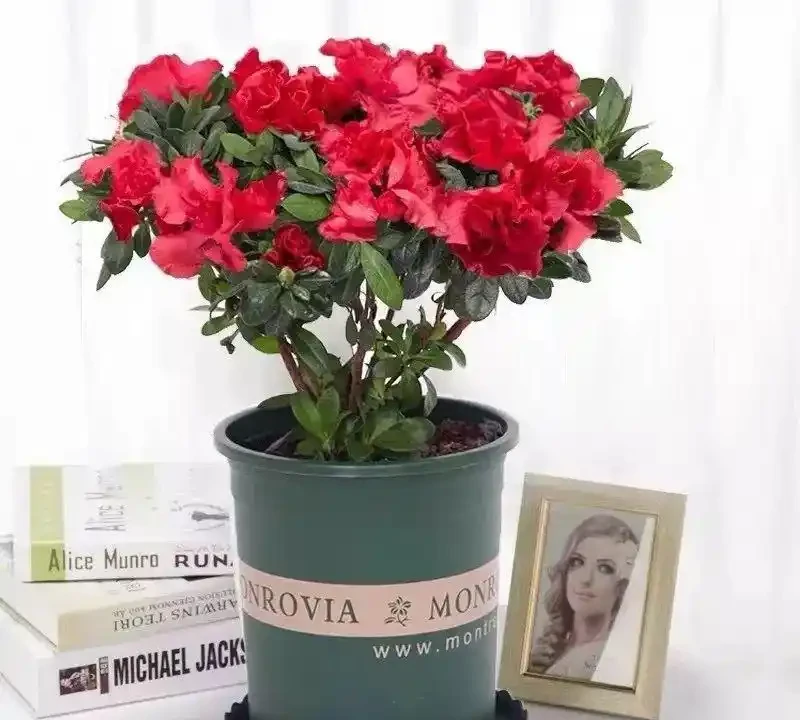 這十種花全年都開花,人見人愛