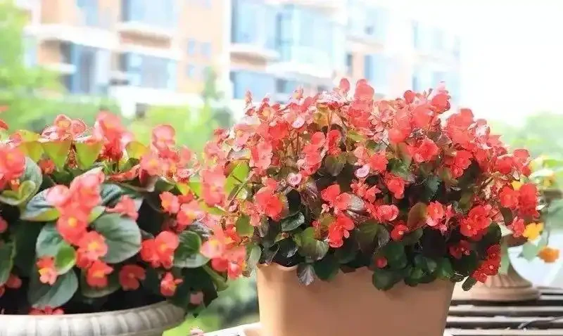這十種花全年都開花,人見人愛