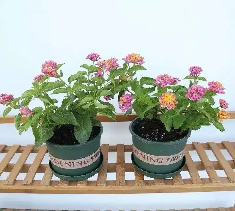 這十種花全年都開花,人見人愛