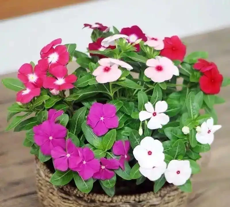 這十種花全年都開花,人見人愛