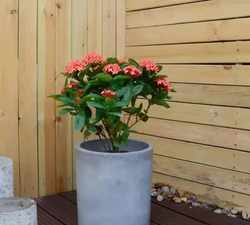 這十種花全年都開花,人見人愛