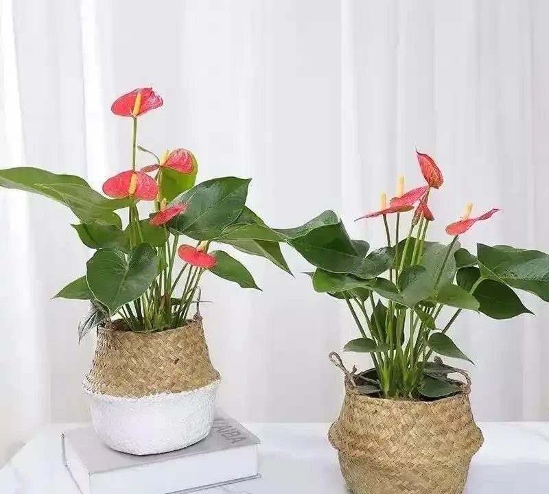 這十種花全年都開花,人見人愛