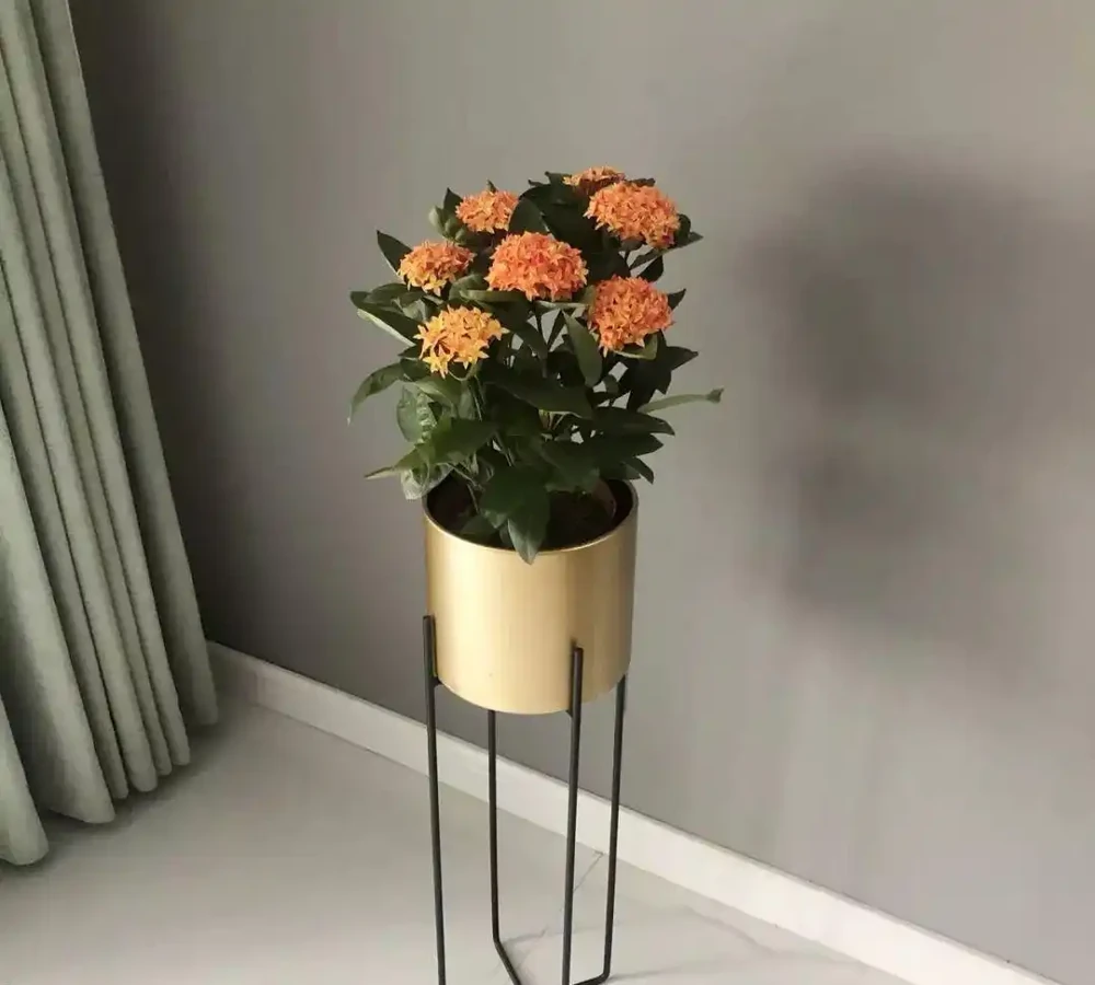 這十種花全年都開花,人見人愛