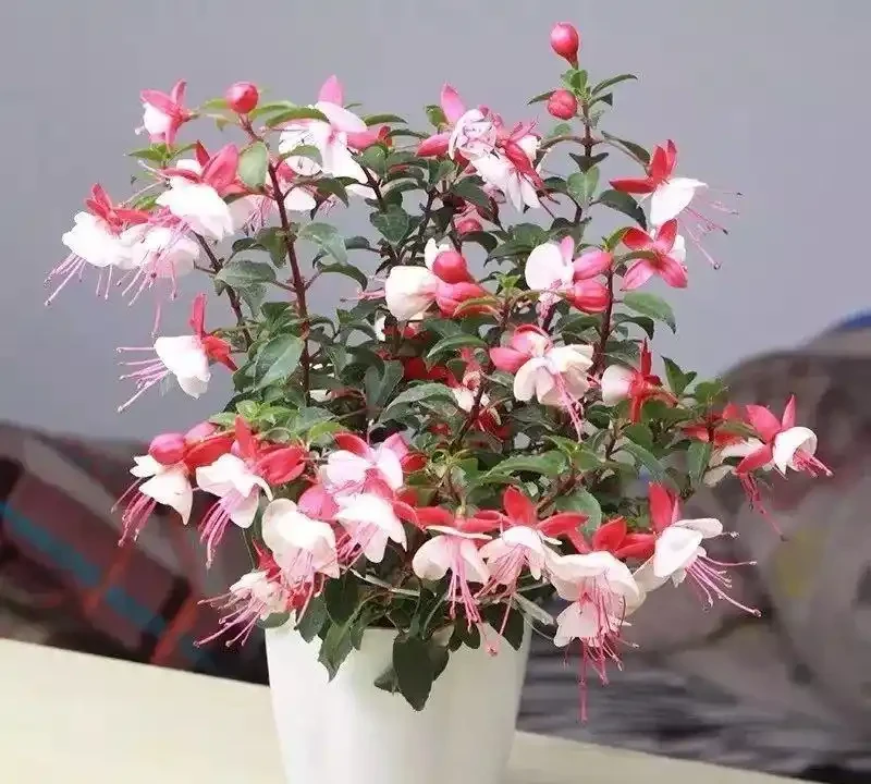 這十種花全年都開花,人見人愛